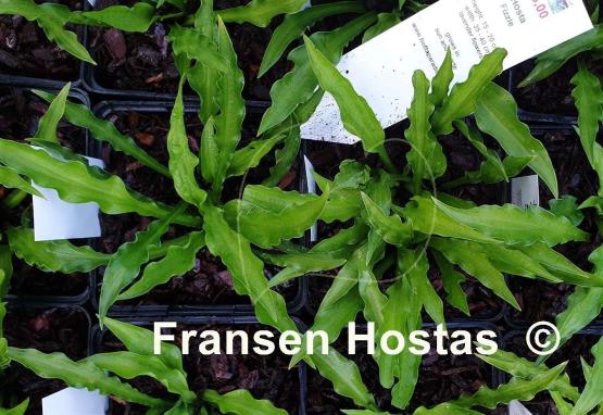 Hosta Fizzle